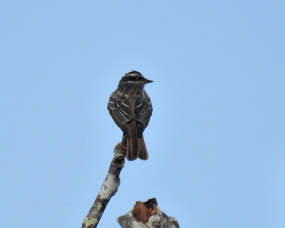 Variegated Flycatcher - ML621255186
