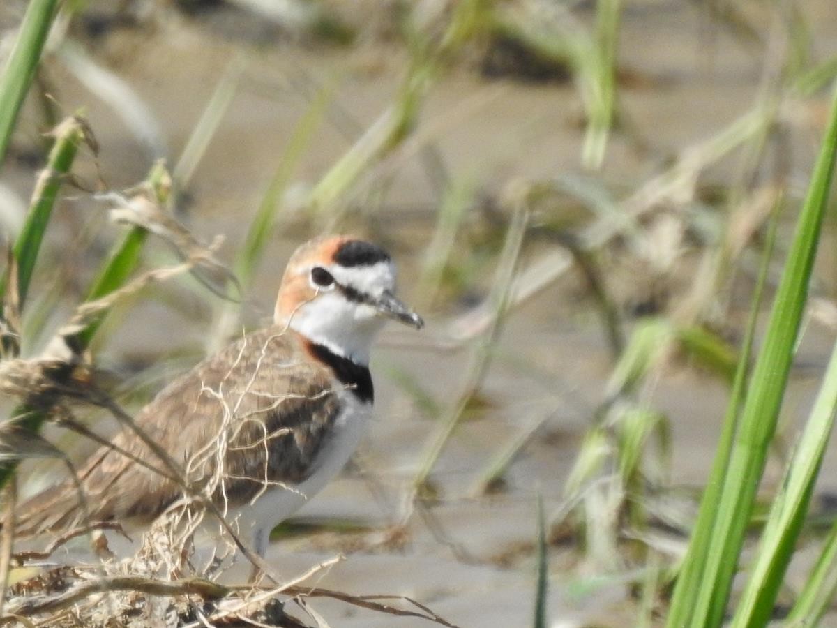 Collared Plover - ML621255193