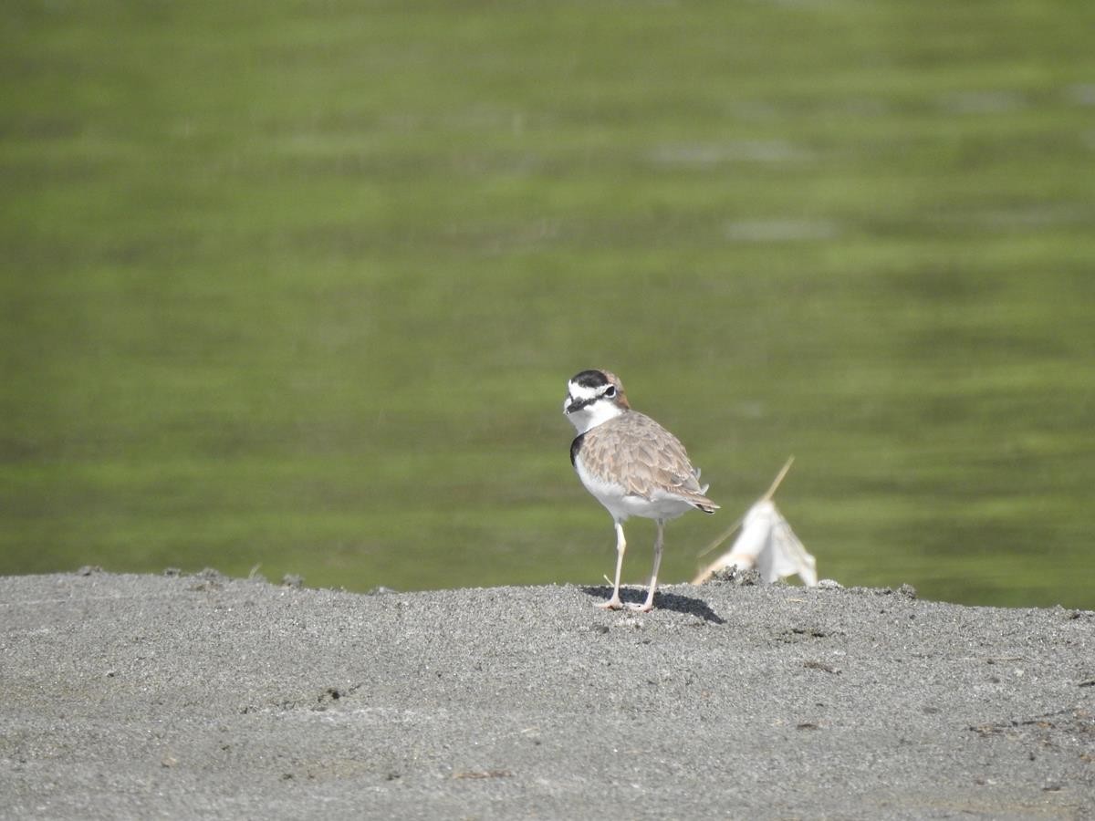 Collared Plover - ML621255194