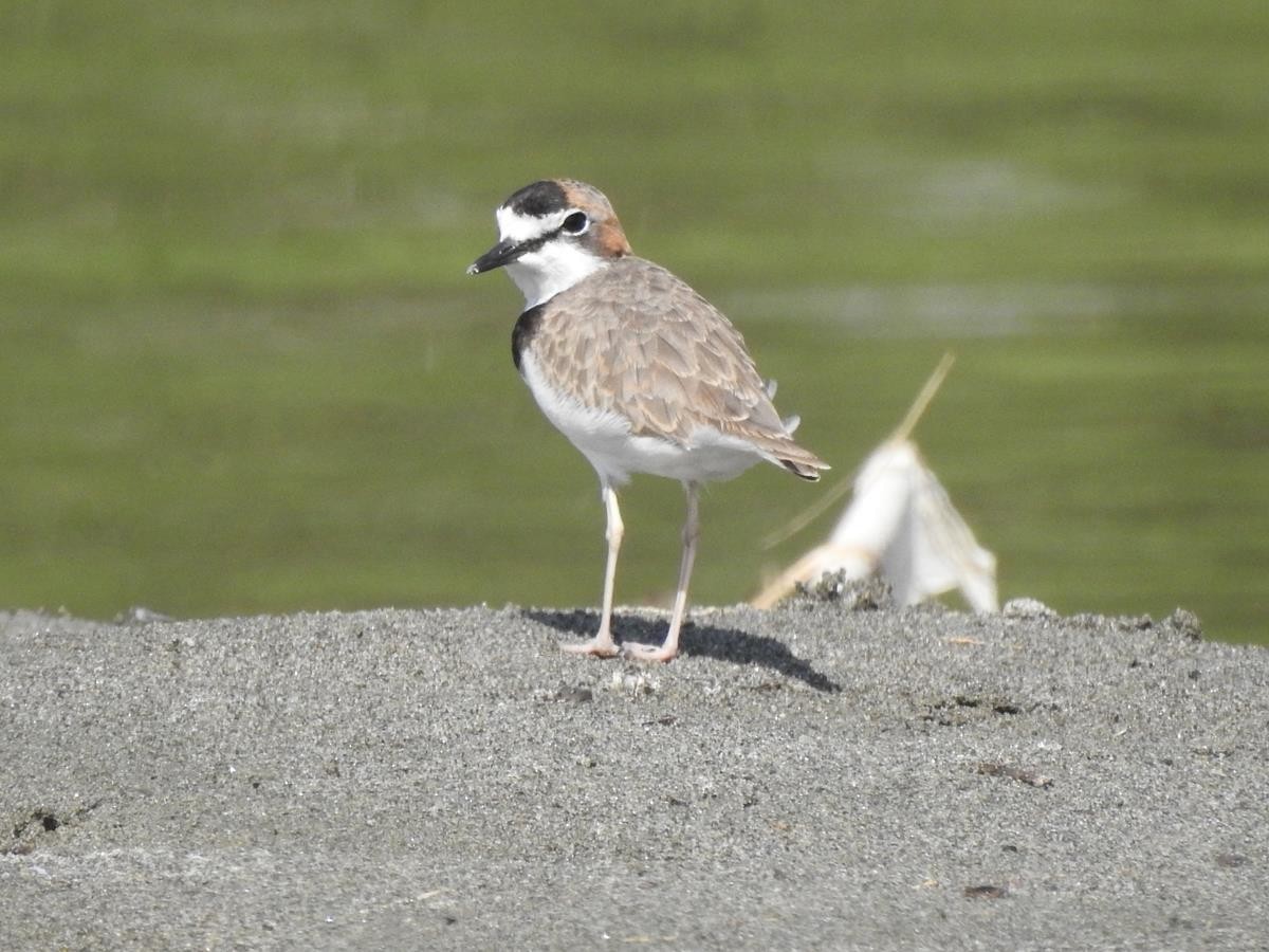 Collared Plover - ML621255195