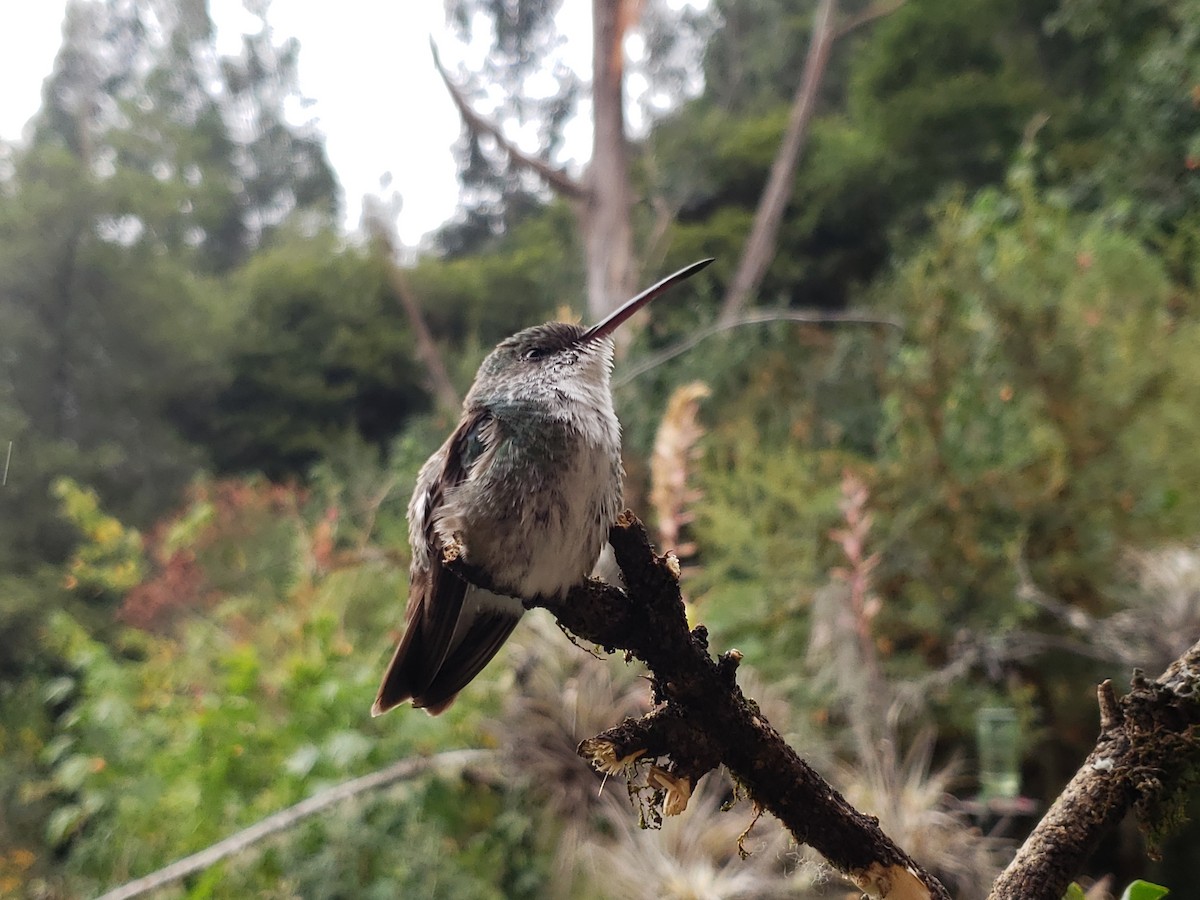 Green-and-white Hummingbird - ML621255201