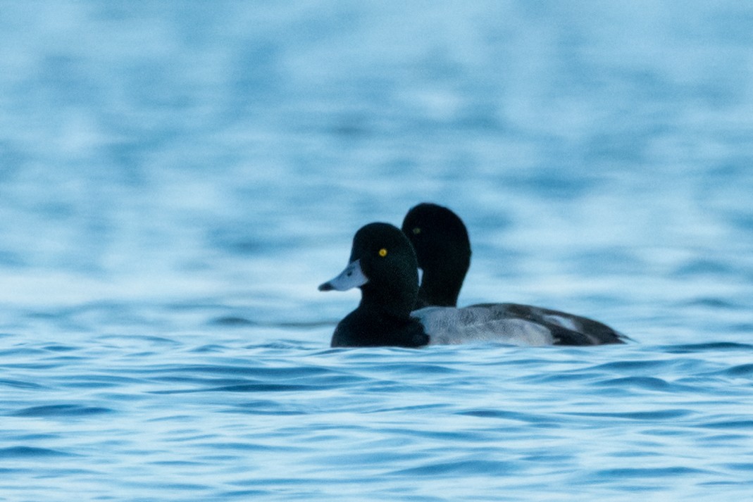 Greater Scaup - ML621255211