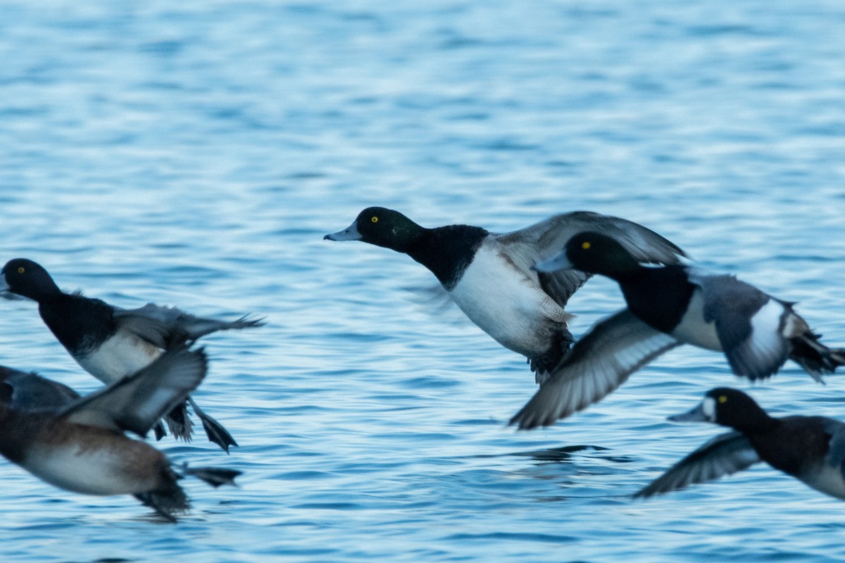 Greater Scaup - ML621255212