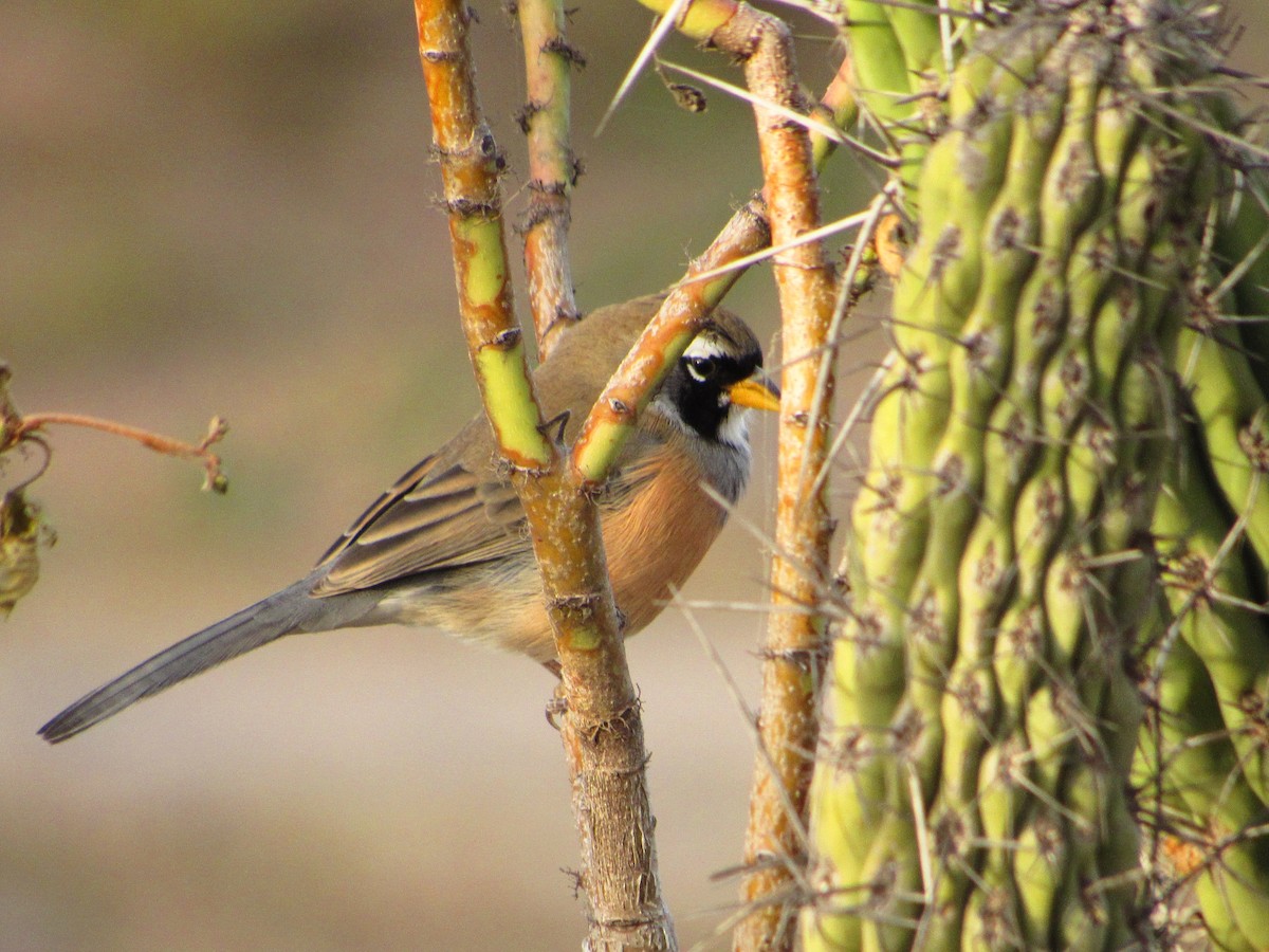 Many-colored Chaco Finch - ML621255218