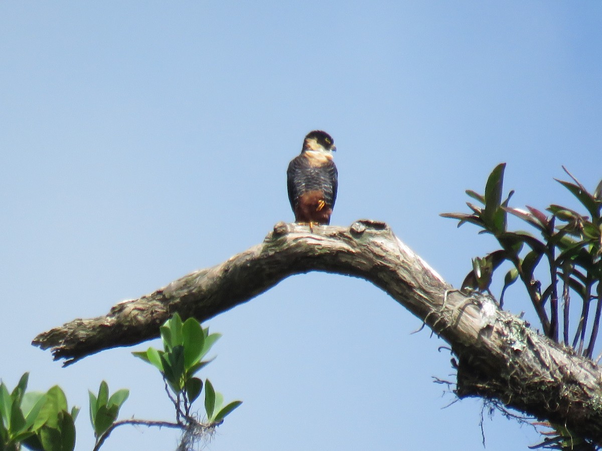 Bat Falcon - Joyce Brady