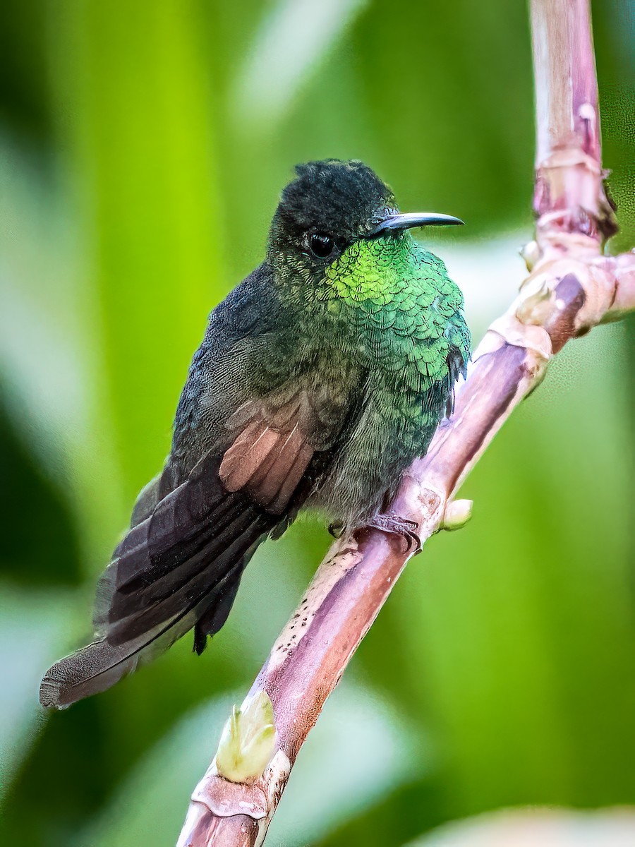 Stripe-tailed Hummingbird - ML621255242