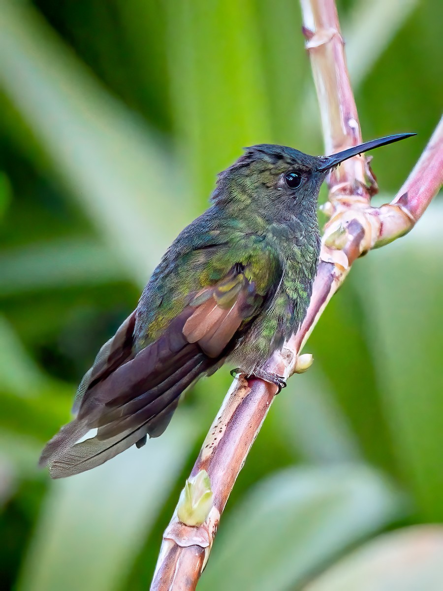 Stripe-tailed Hummingbird - ML621255268