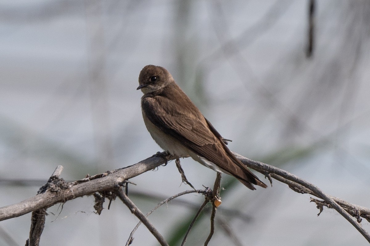 Northern Rough-winged Swallow - ML621255281