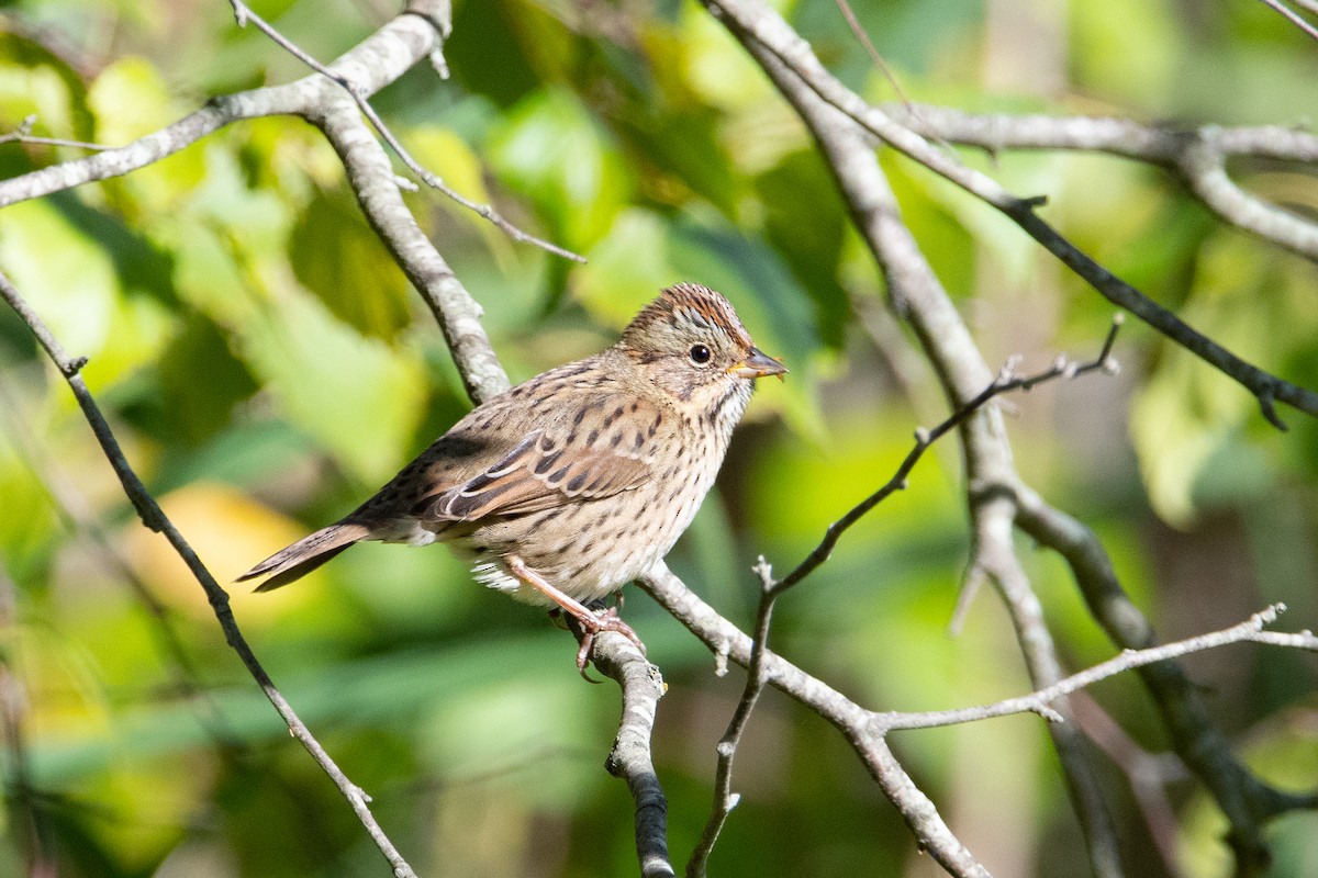 Lincoln's Sparrow - ML621255288