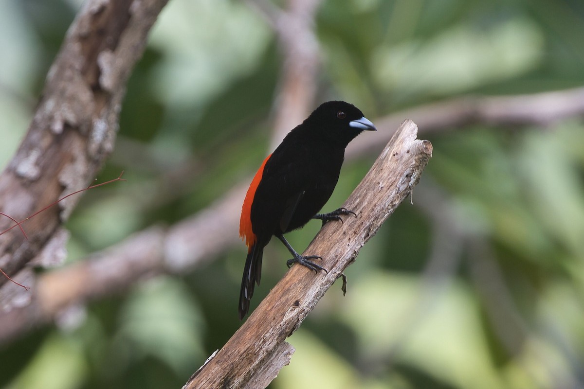 Scarlet-rumped Tanager - ML621255309