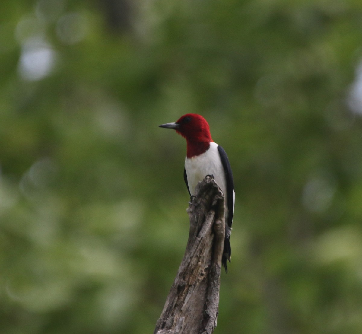 Red-headed Woodpecker - ML621255326