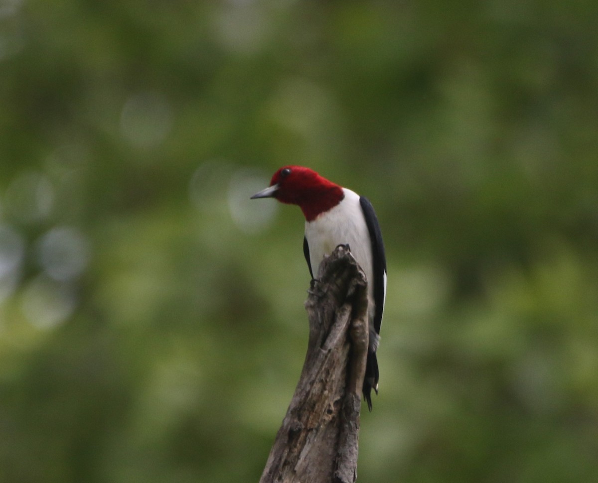 Red-headed Woodpecker - ML621255328