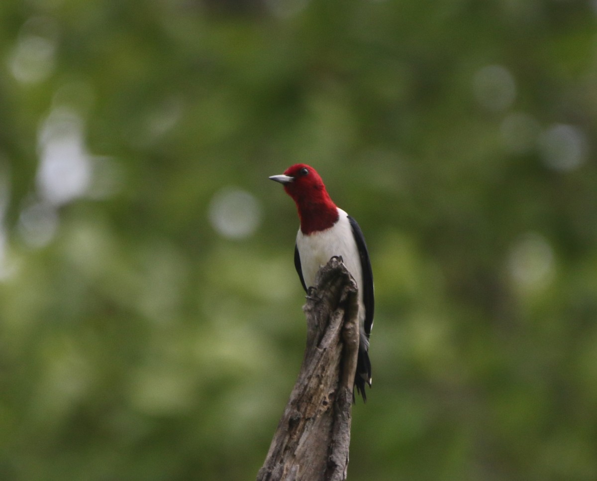 Red-headed Woodpecker - ML621255332