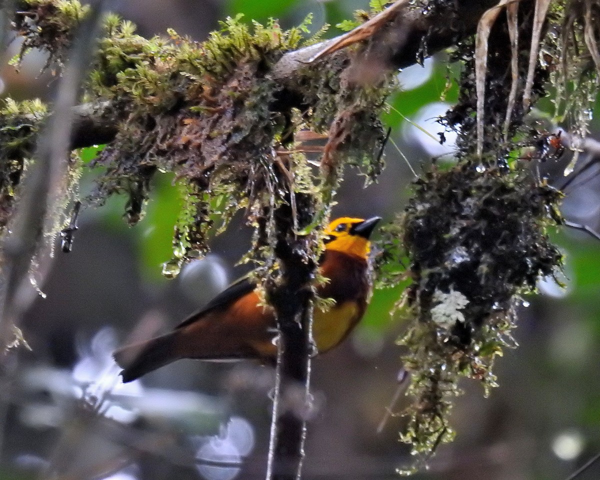 Golden Tanager - ML621255334