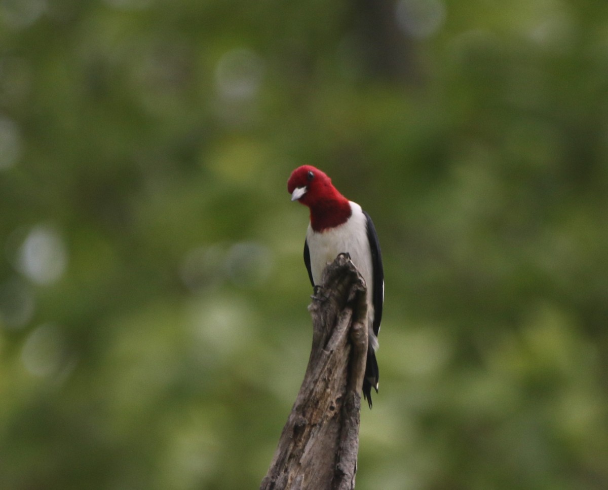 Red-headed Woodpecker - ML621255335