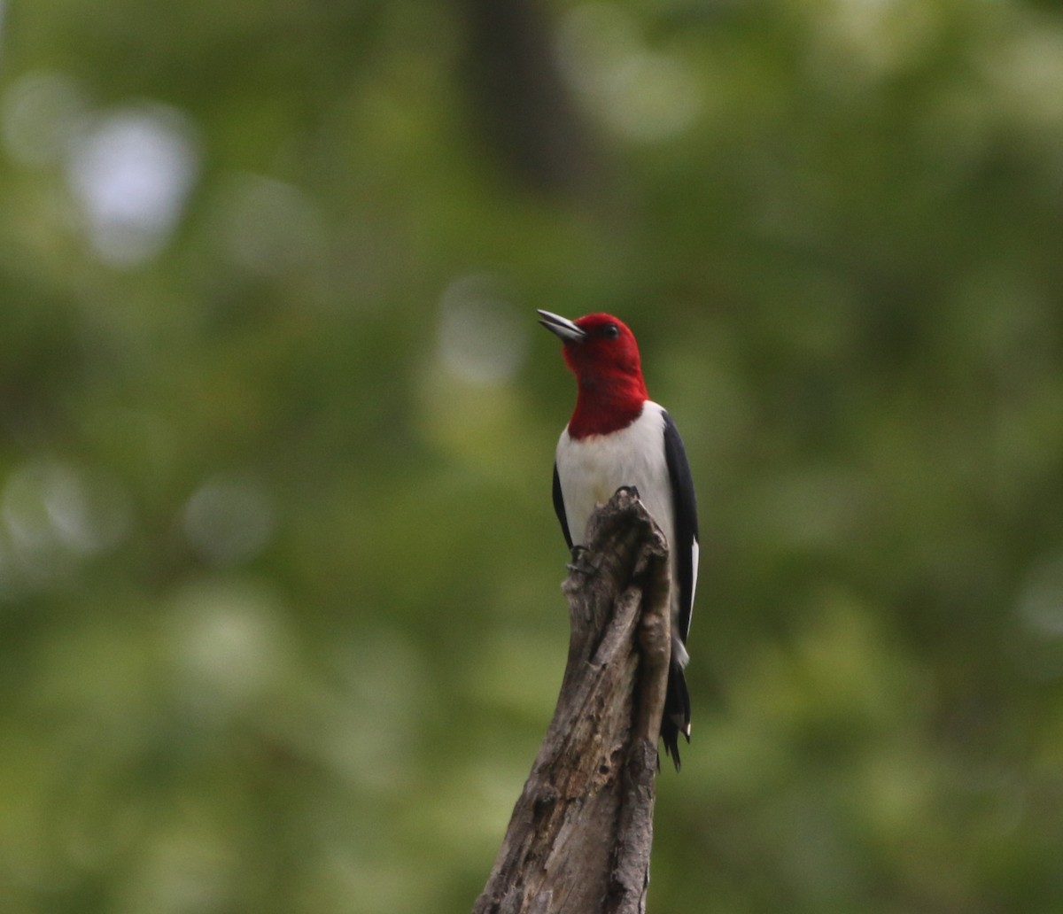 Red-headed Woodpecker - ML621255336