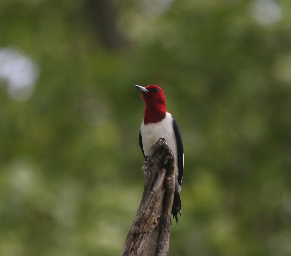 Red-headed Woodpecker - ML621255339