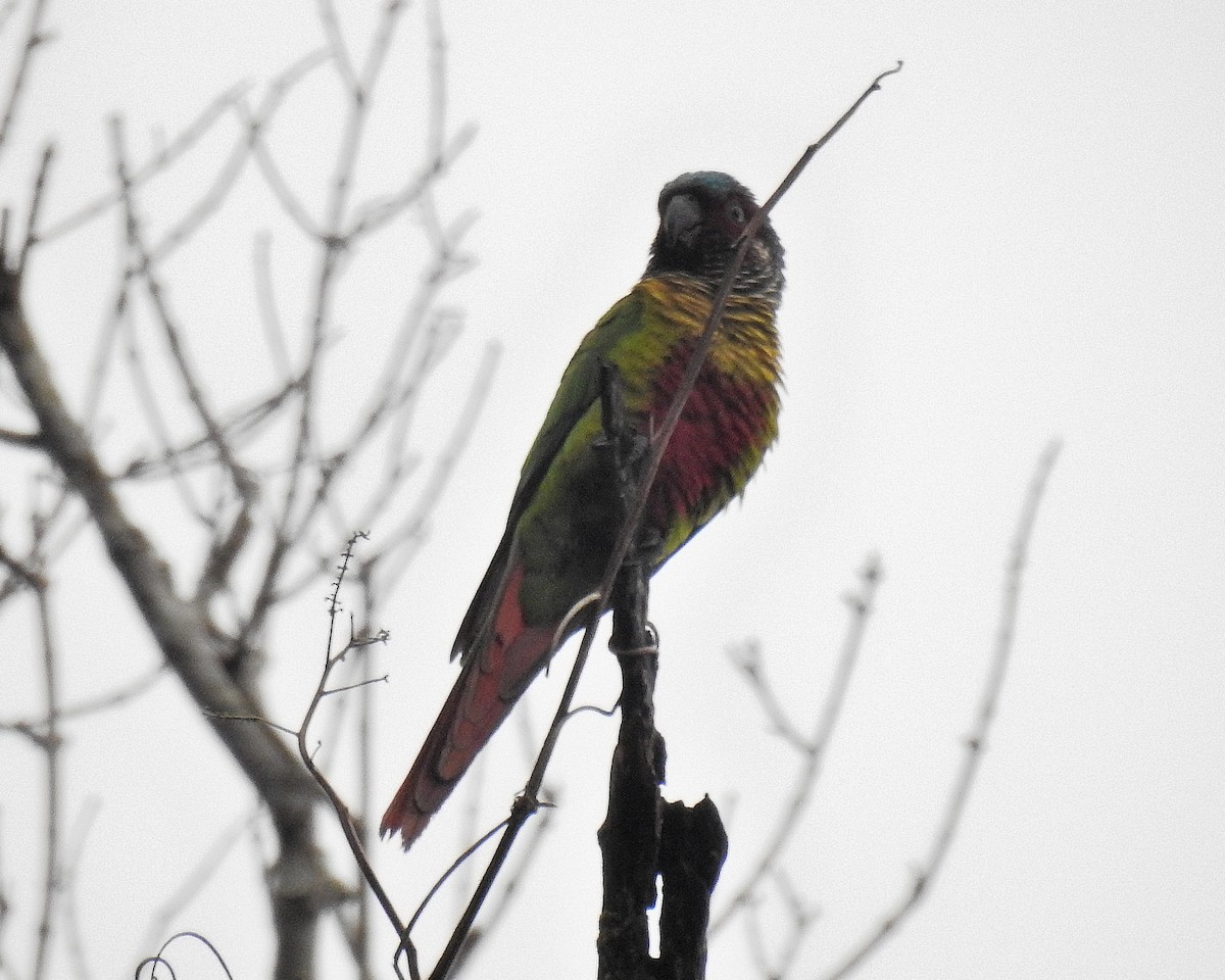 Painted Parakeet - ML621255340