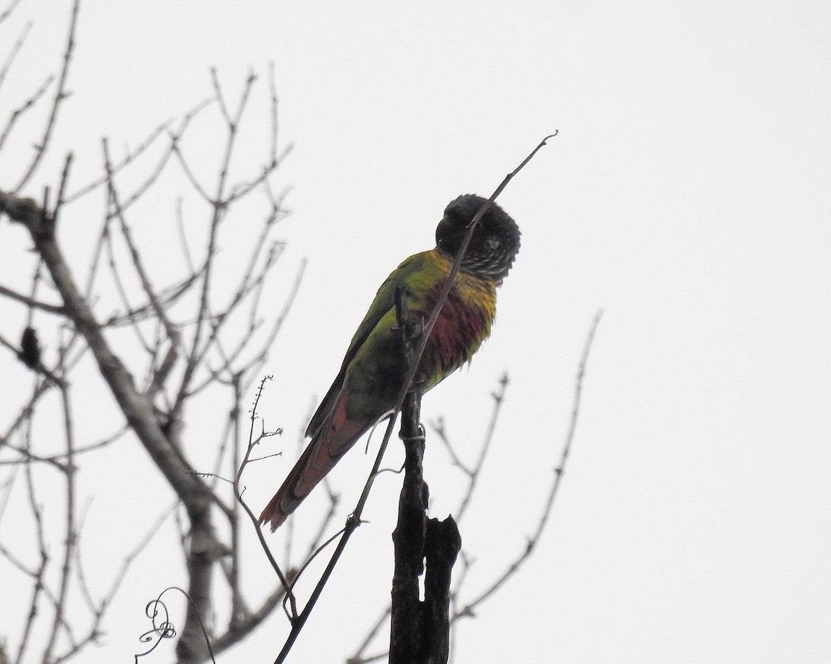 Painted Parakeet - ML621255344