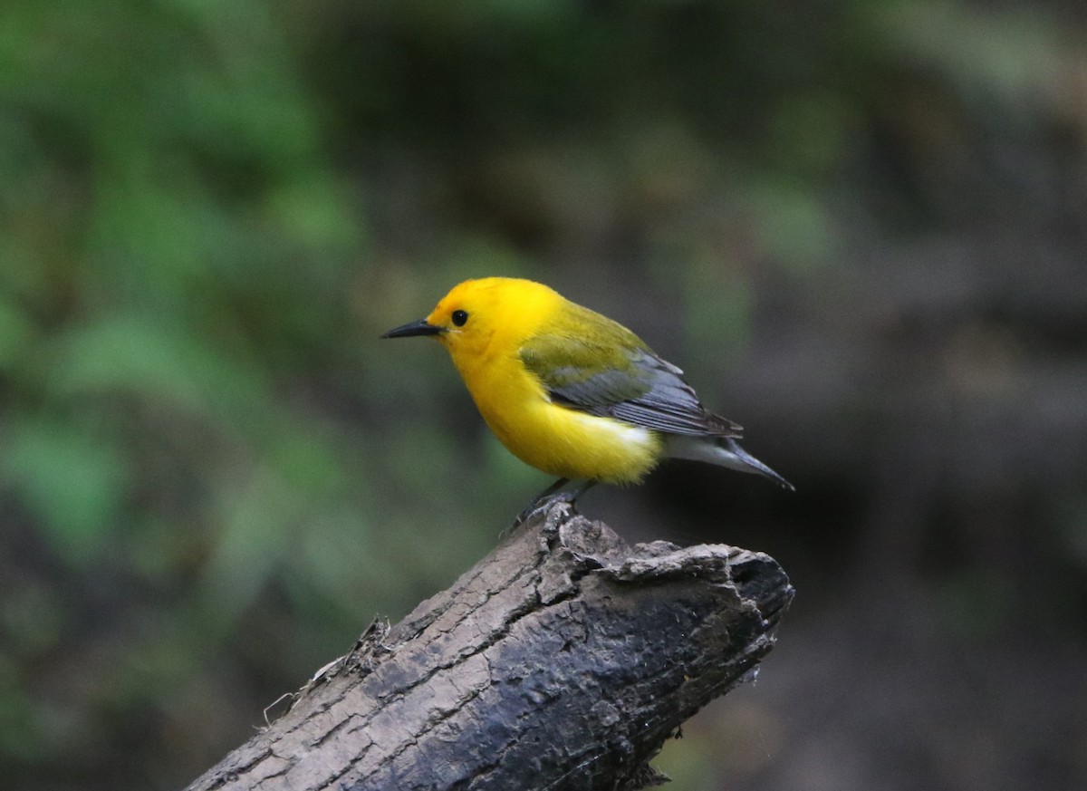 Prothonotary Warbler - ML621255353