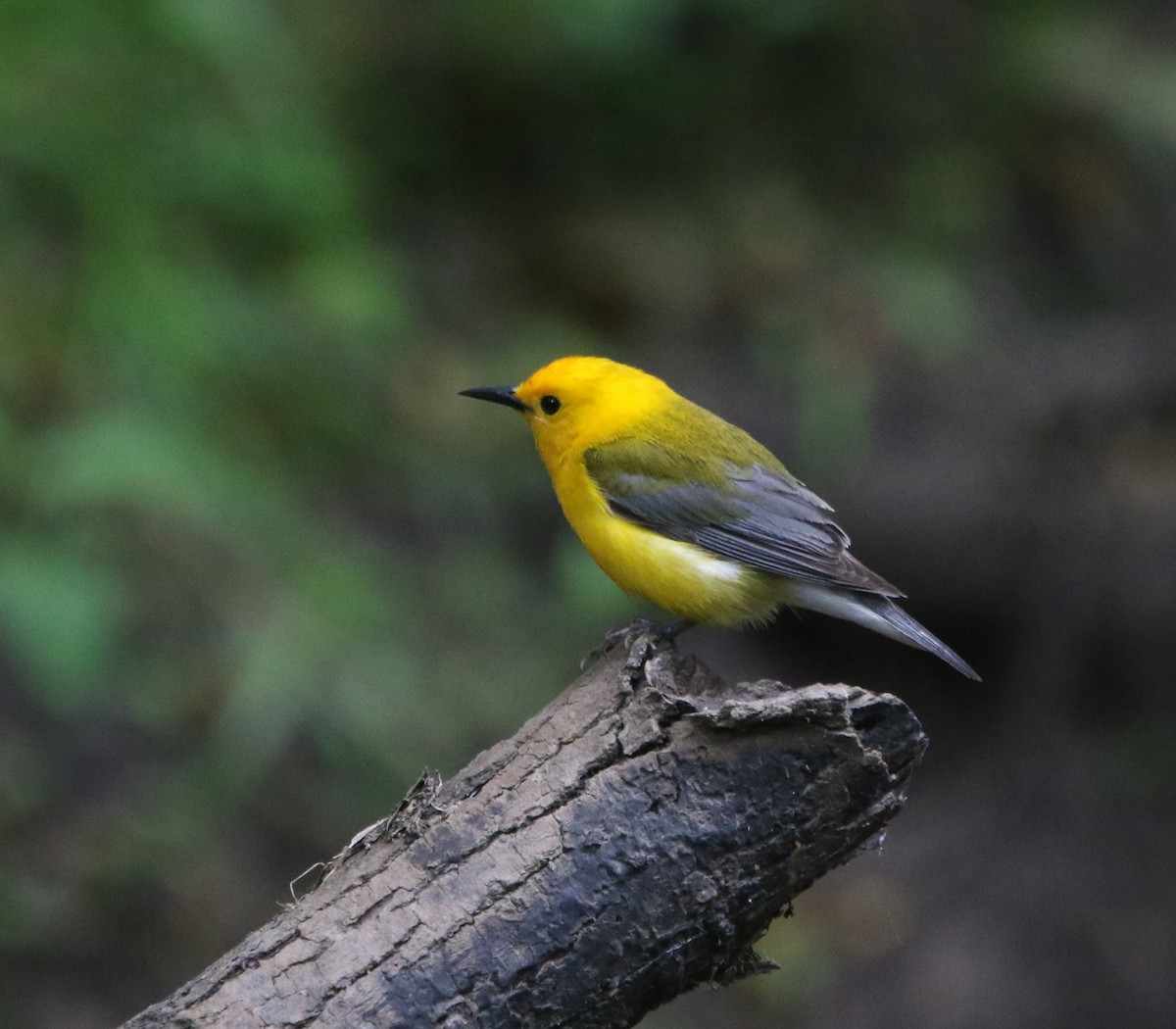 Prothonotary Warbler - Ann Vaughan