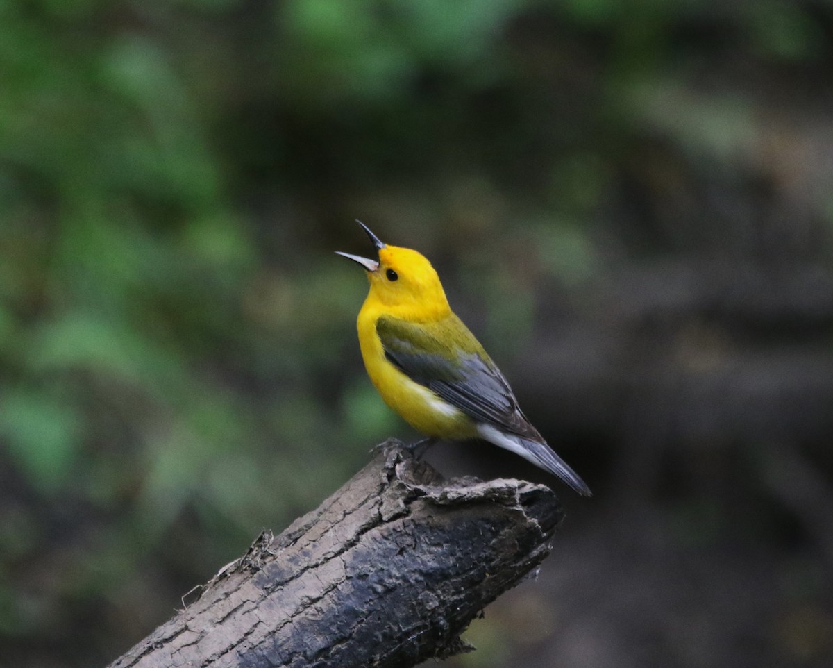 Prothonotary Warbler - ML621255361