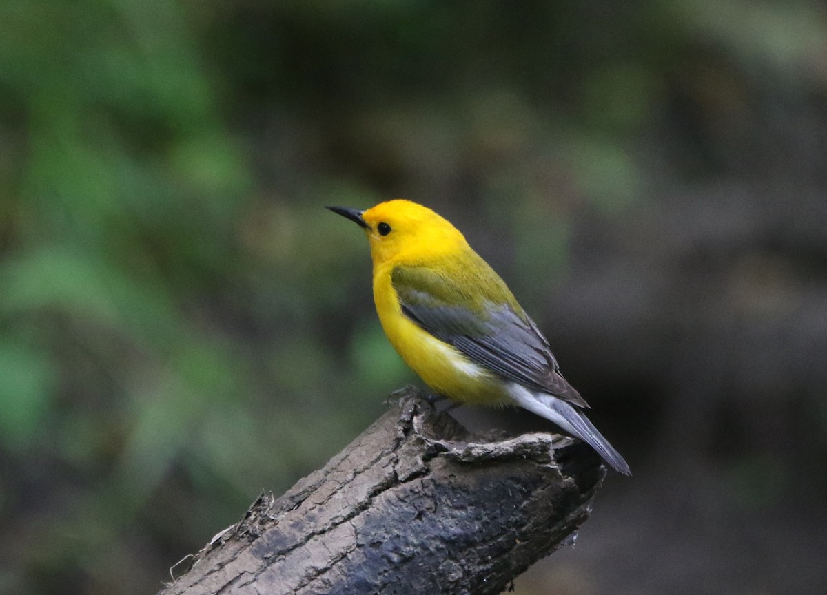 Prothonotary Warbler - ML621255366