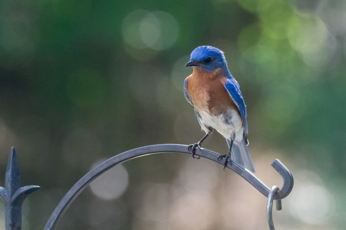 Eastern Bluebird - ML621255370