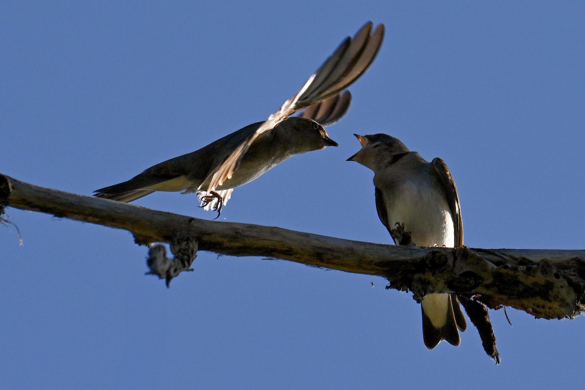 Northern Rough-winged Swallow - ML621255381