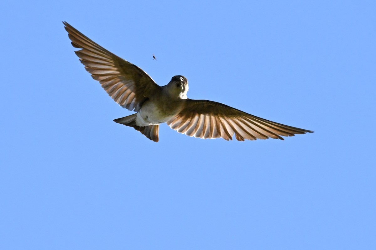 Northern Rough-winged Swallow - ML621255382
