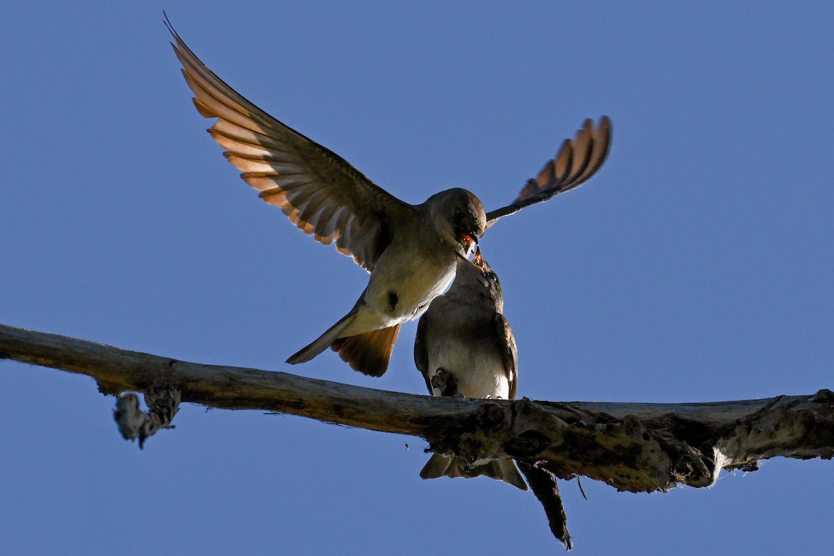Northern Rough-winged Swallow - ML621255383