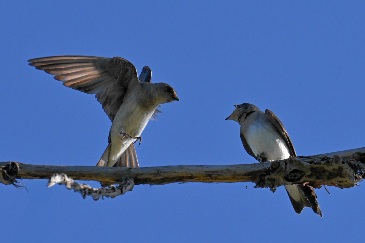 Northern Rough-winged Swallow - ML621255384