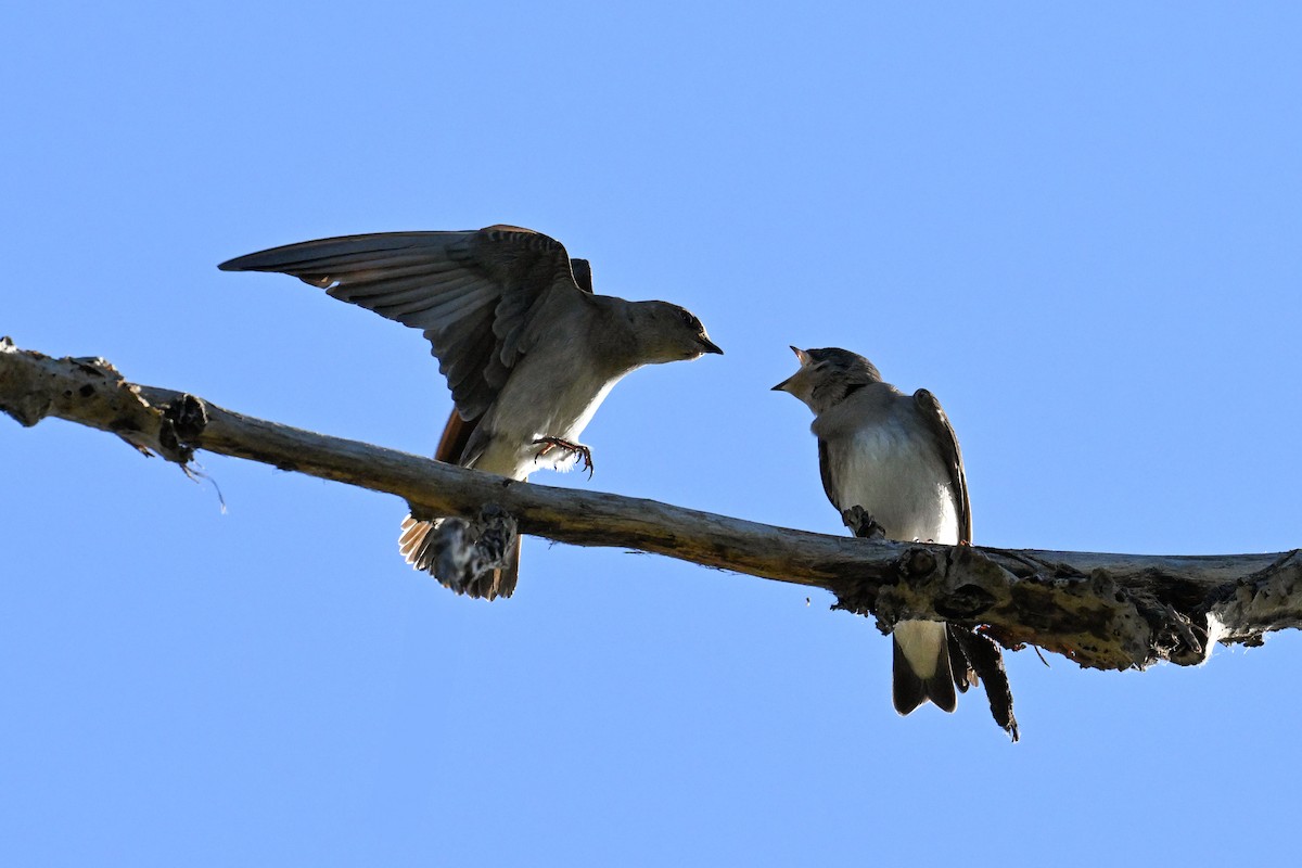 Northern Rough-winged Swallow - ML621255385