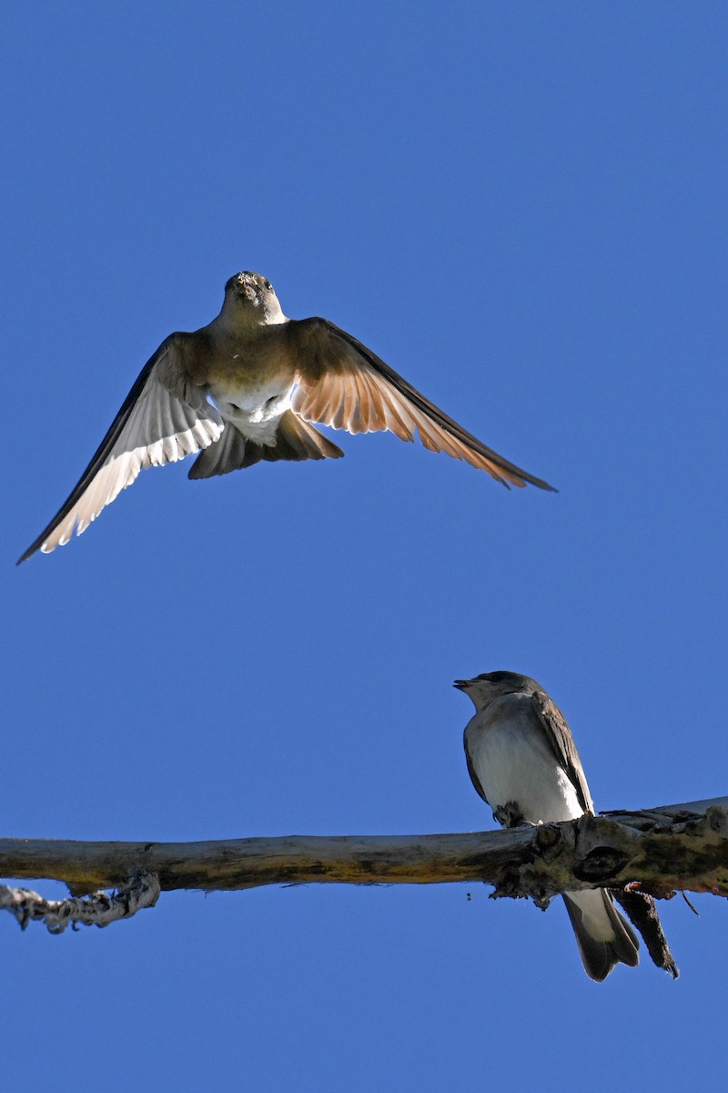 Northern Rough-winged Swallow - ML621255386