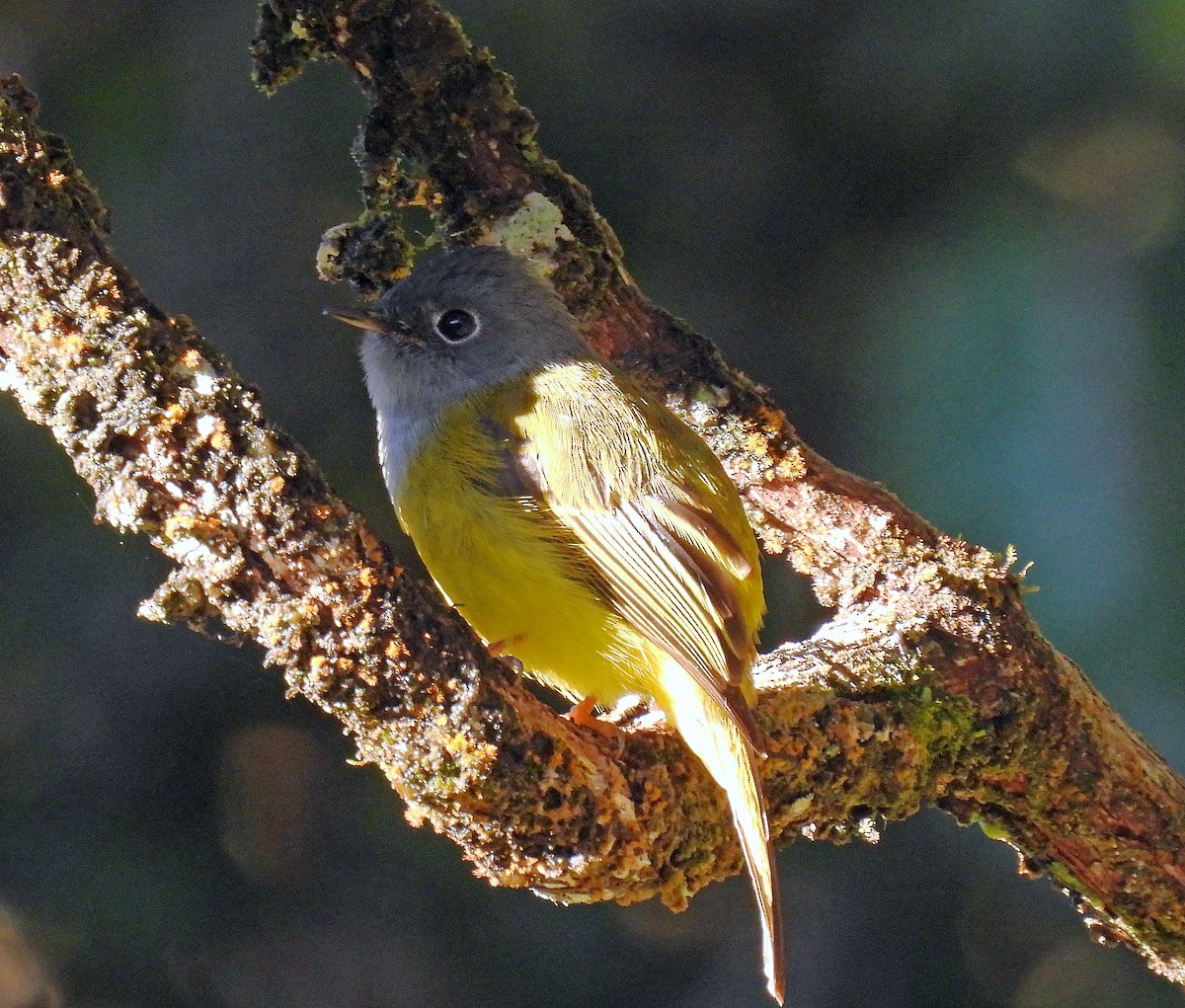 Gray-headed Canary-Flycatcher - ML621255401