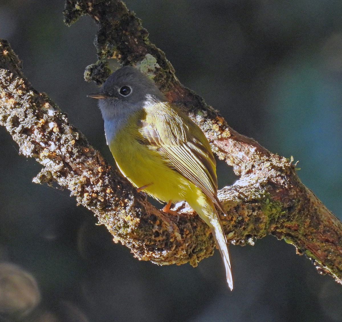 Gray-headed Canary-Flycatcher - ML621255402