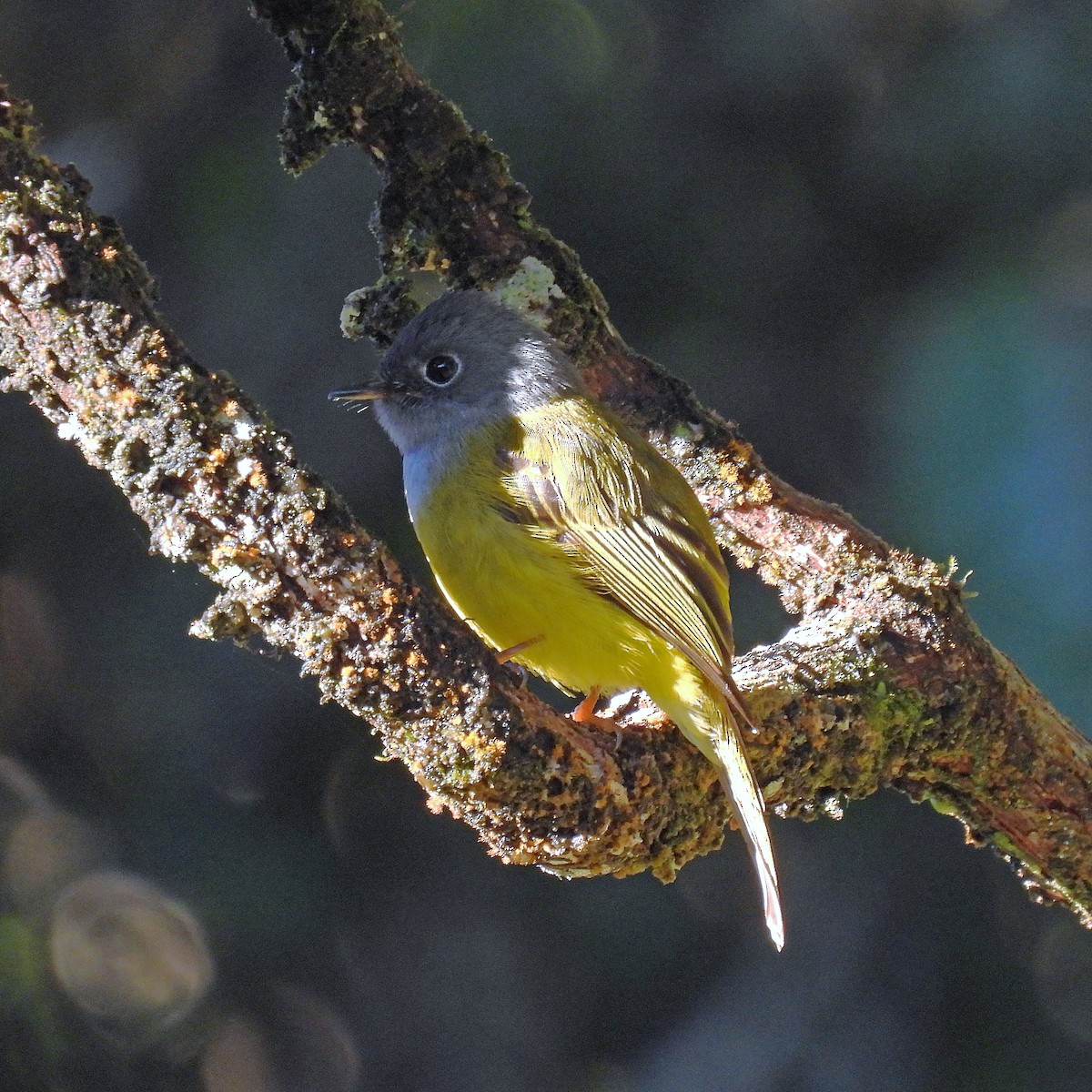 Gray-headed Canary-Flycatcher - ML621255403