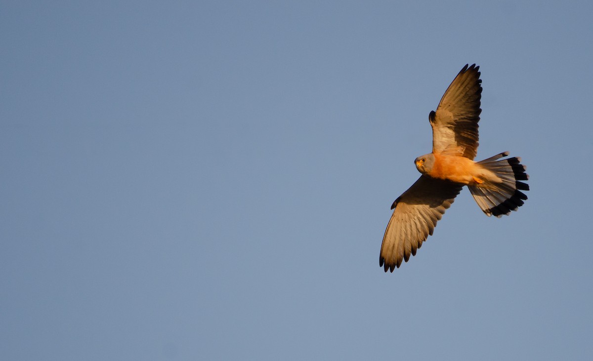 Lesser Kestrel - ML621255416