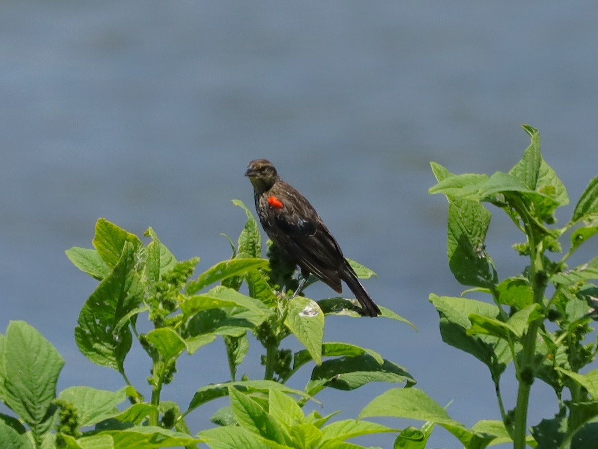 Red-winged Blackbird - ML621255431