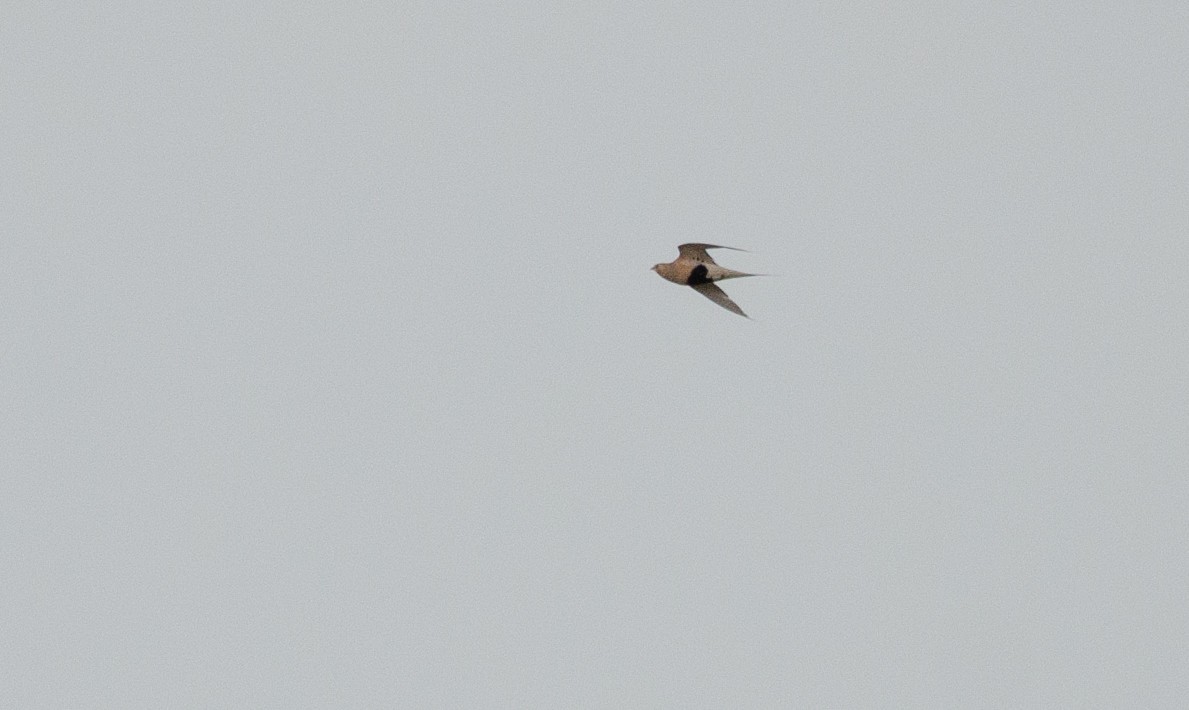 Pallas's Sandgrouse - ML621255444