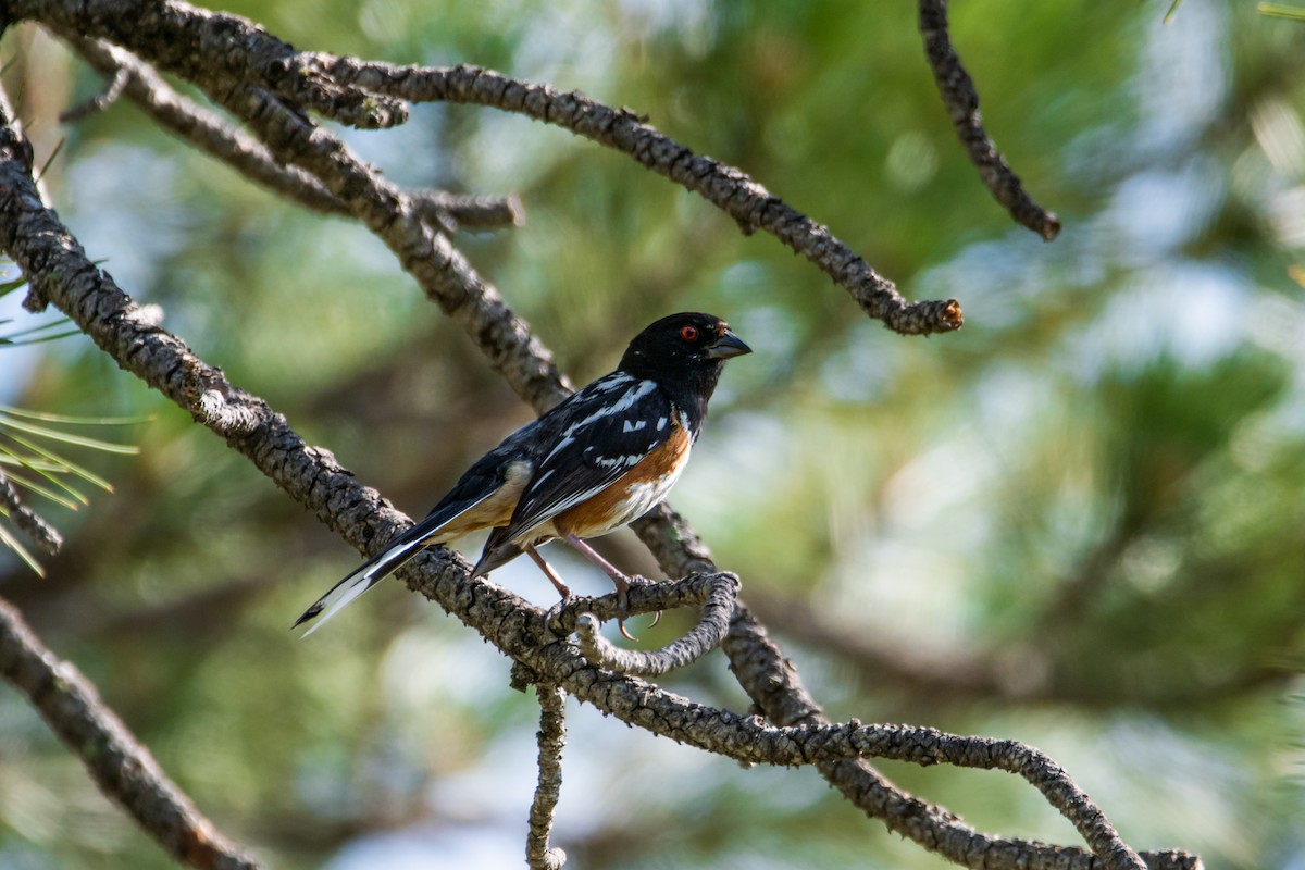 Spotted Towhee - ML621255460