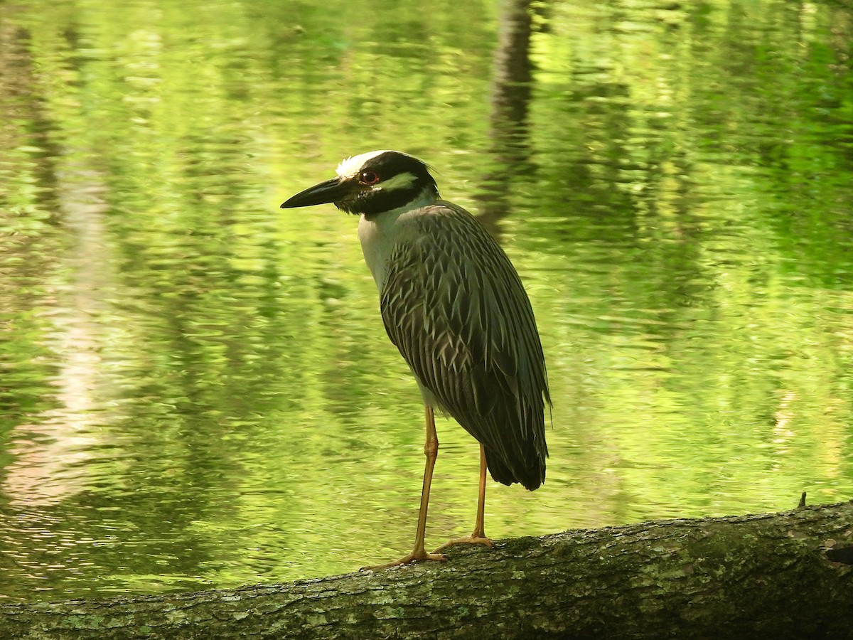 Yellow-crowned Night Heron - ML621255466