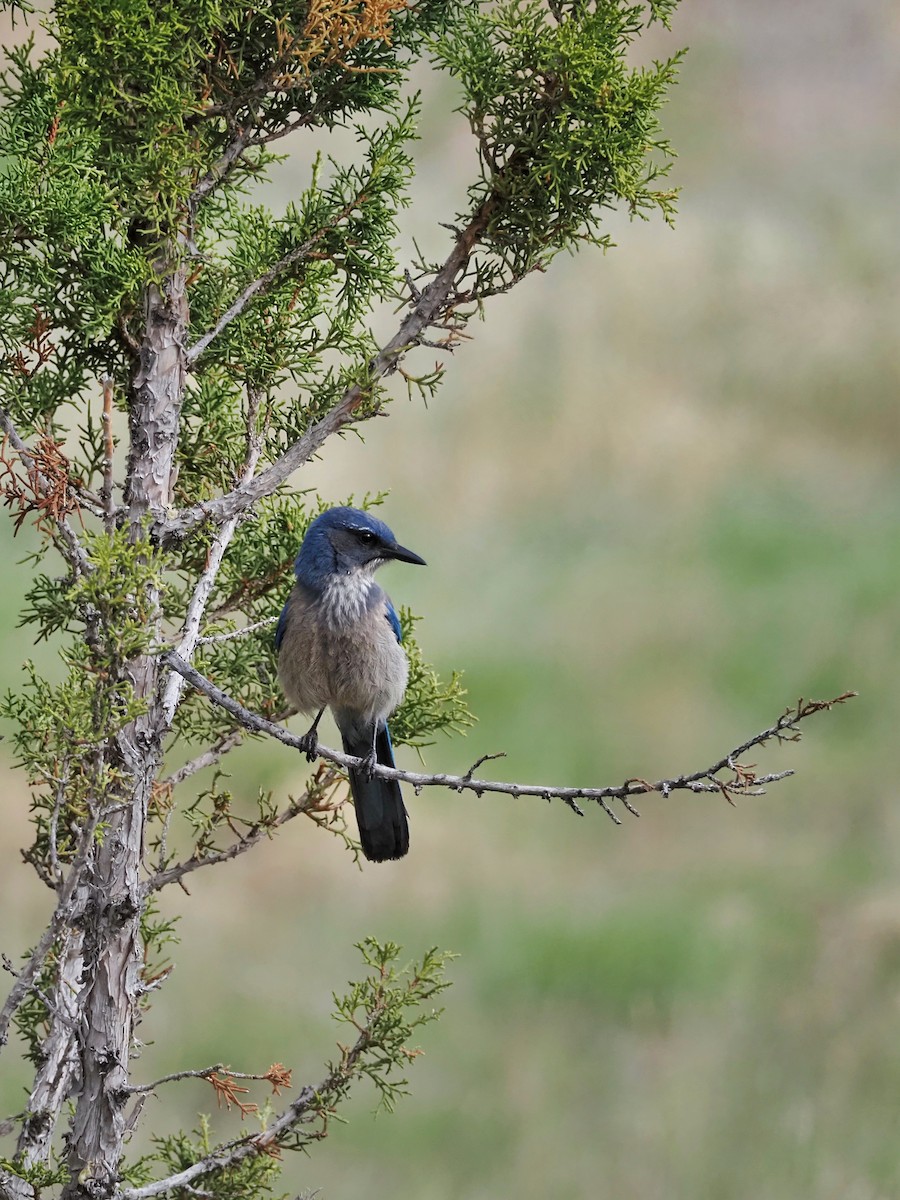 Woodhouse's Scrub-Jay - ML621255479