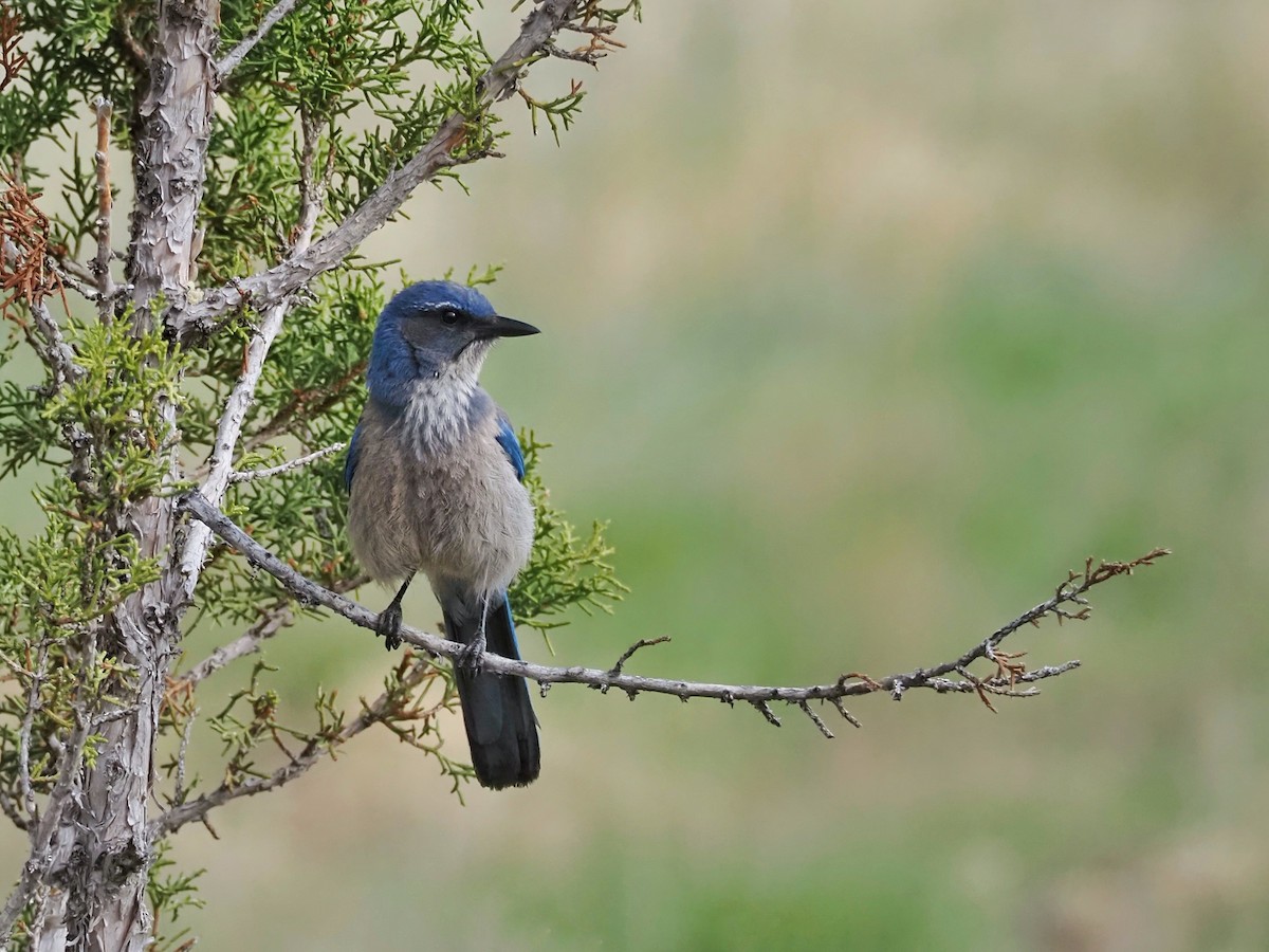 Woodhouse's Scrub-Jay - ML621255480