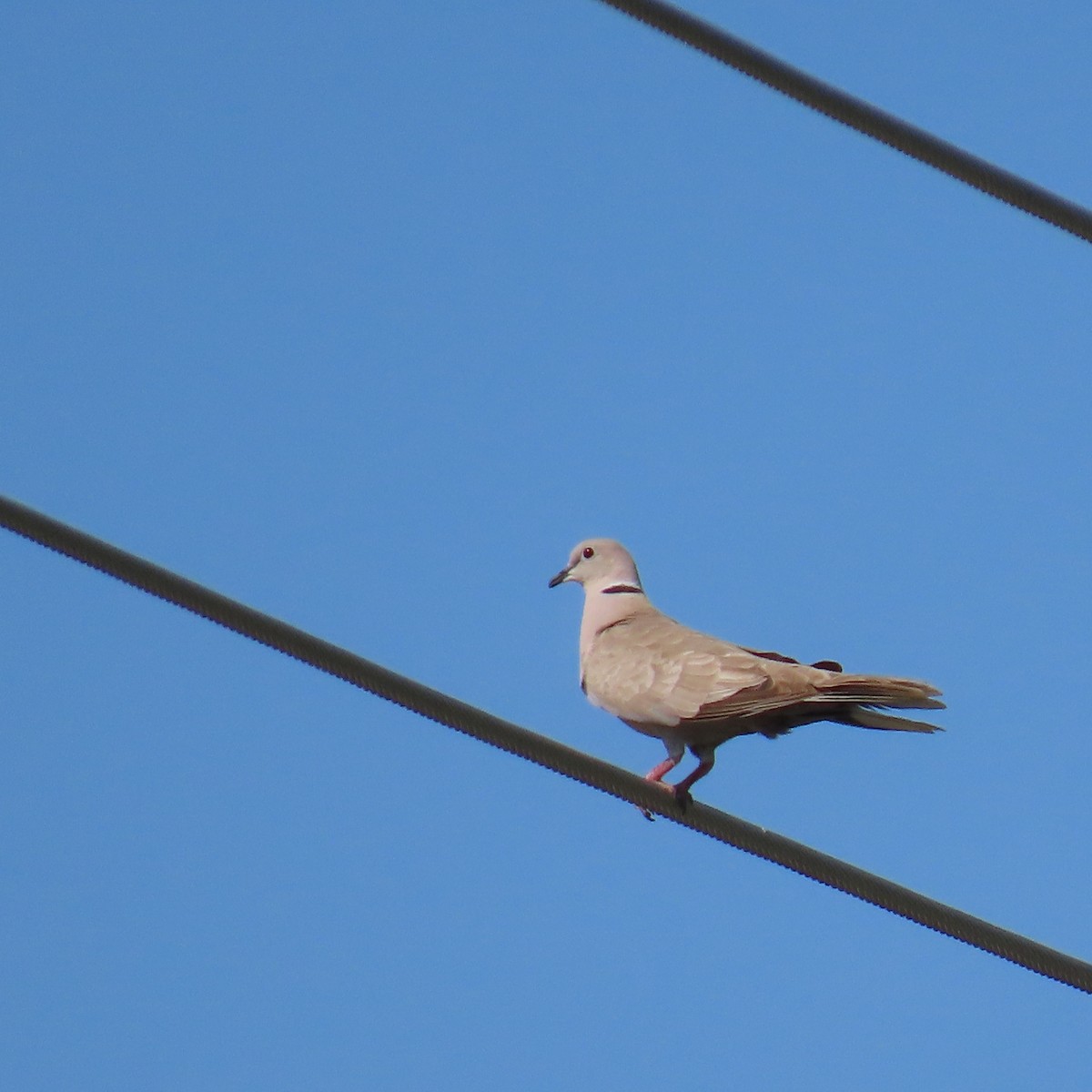 Eurasian Collared-Dove - ML621255503