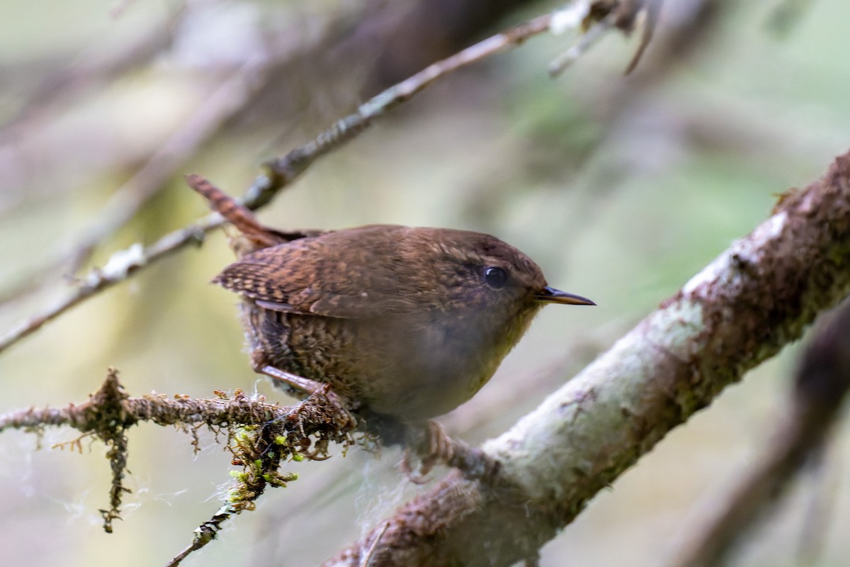 Pacific Wren - ML621255508