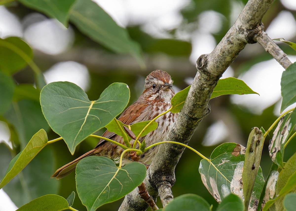 Song Sparrow - ML621255521