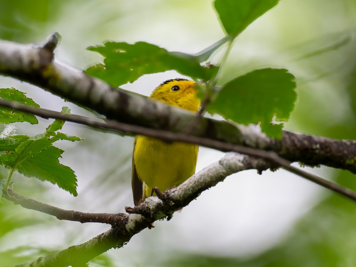 Wilson's Warbler - ML621255525