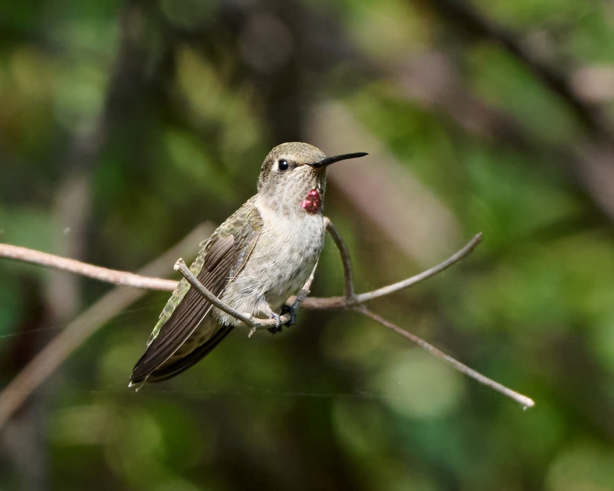 Anna's Hummingbird - ML621255526