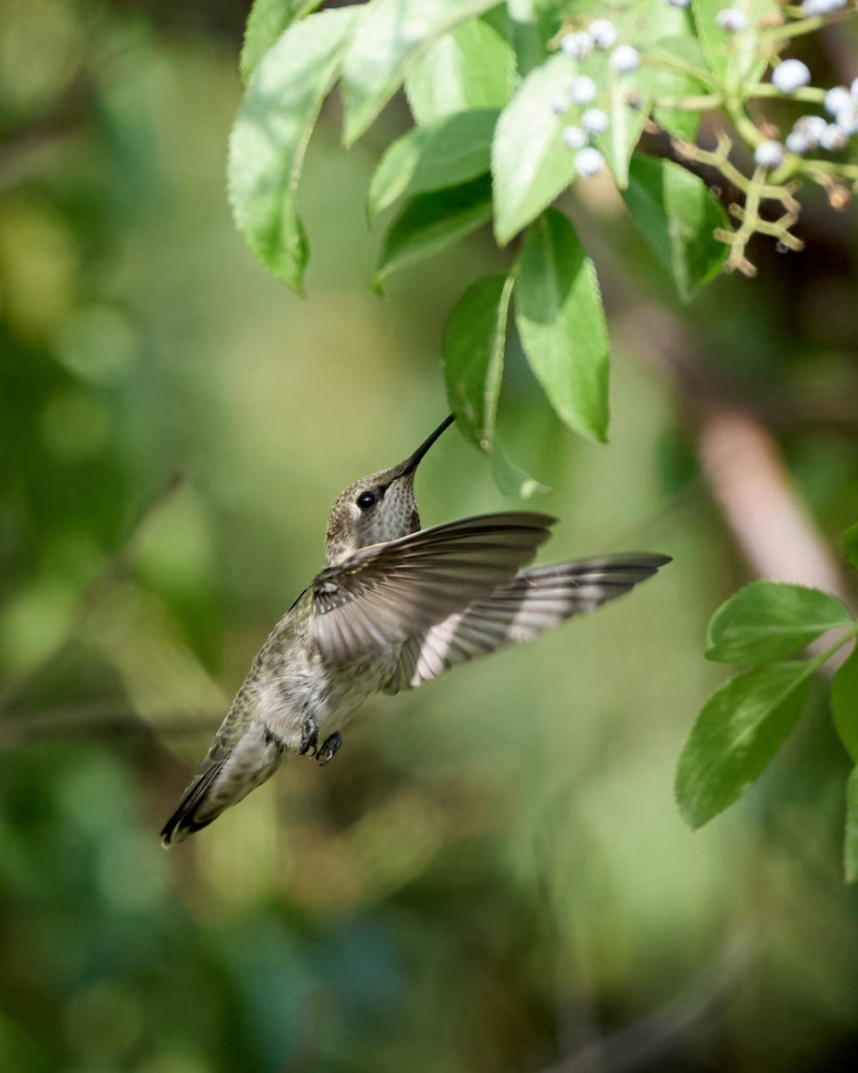 Anna's Hummingbird - ML621255527